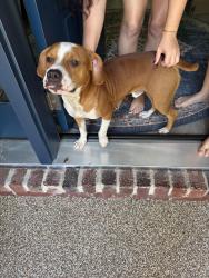 Found/Stray Male Dog last seen Rosedown Subdivision, Gonzalez, FL 32533