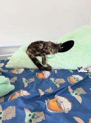 Lost Female Cat last seen Prospect point, Villa Hills, KY 41017