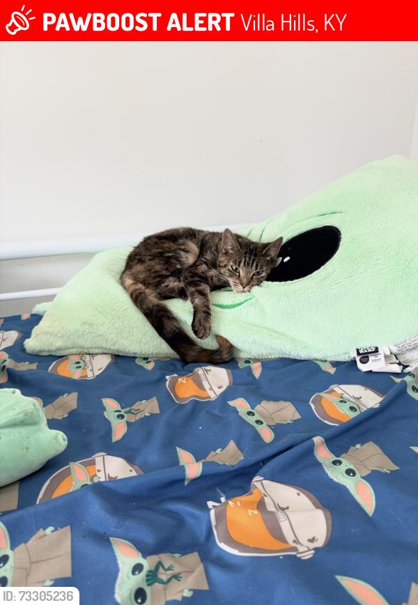 Lost Female Cat last seen Prospect point, Villa Hills, KY 41017