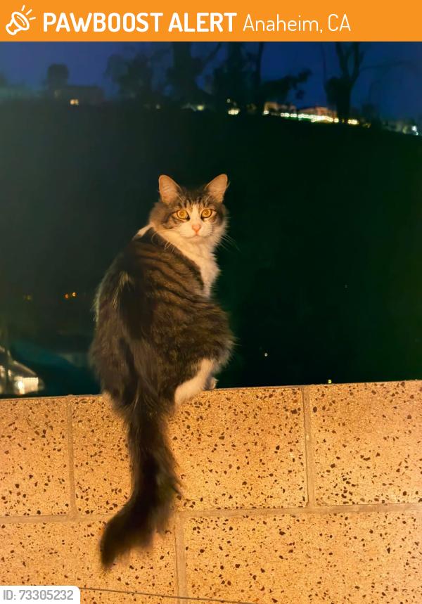 Found/Stray Unknown Cat last seen Oak Ridge and South Country Glen Way, Anaheim, CA 92808