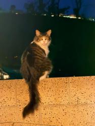 Found/Stray Unknown Cat last seen Oak Ridge and South Country Glen Way, Anaheim, CA 92808