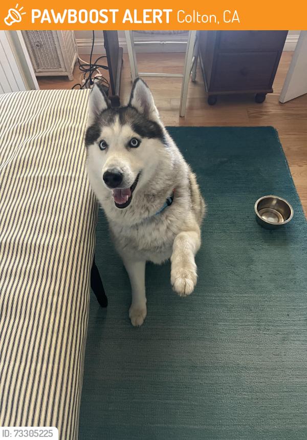 Found/Stray Male Dog last seen Near North Pennsylvania Ave., Colton, CA,, Colton, CA 92324