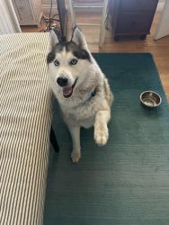 Found/Stray Male Dog last seen Near North Pennsylvania Ave., Colton, CA,, Colton, CA 92324