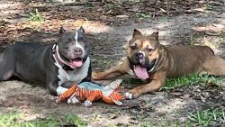 Lost Male Dog last seen Rainey, Jackson, MS 39212