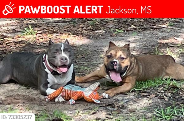 Lost Male Dog last seen Rainey, Jackson, MS 39212