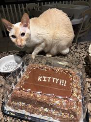 Reunited Male Cat last seen Near Mayflower Drive, Mississauga, ON L5R 1S5
