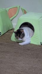 Lost Female Cat last seen Hearn rd, Stockbridge, GA 30281