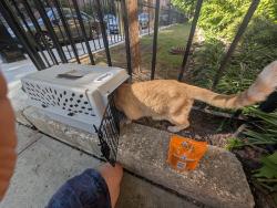Reunited Male Cat last seen 8th and monroe, Hoboken, NJ 07030