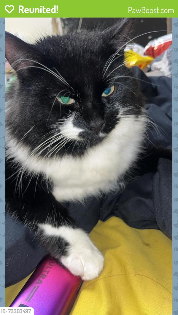 Reunited Male Cat last seen Henbry, Henbury, England BS10 7NZ