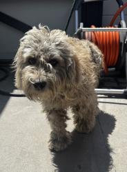 Found/Stray Male Dog last seen Marbrisa Ave and Saturn Ave, Walnut Park, CA 90255