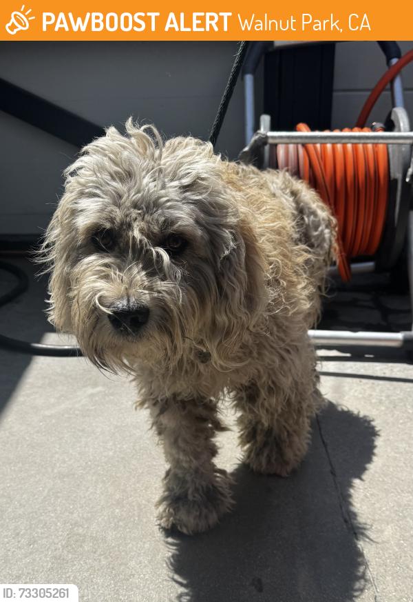 Found/Stray Male Dog last seen Marbrisa Ave and Saturn Ave, Walnut Park, CA 90255