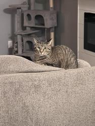 Lost Male Cat last seen Meadows of Bloomfield, Rosemount, MN 55068