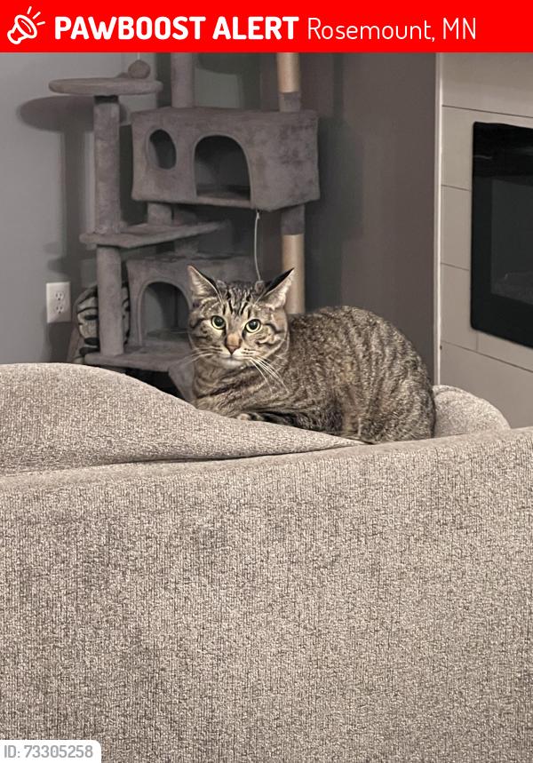 Lost Male Cat last seen Meadows of Bloomfield, Rosemount, MN 55068