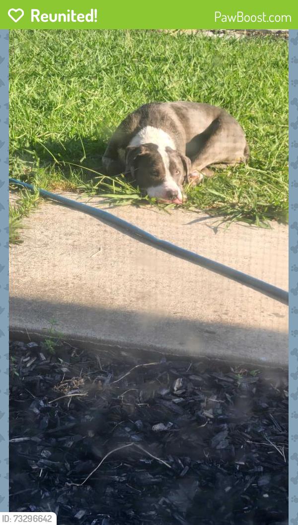 Reunited Male Dog last seen Yosemite, Antioch, CA 94509