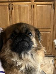 Lost Female Dog last seen Near Apache Ct, DeForest, WI 53532