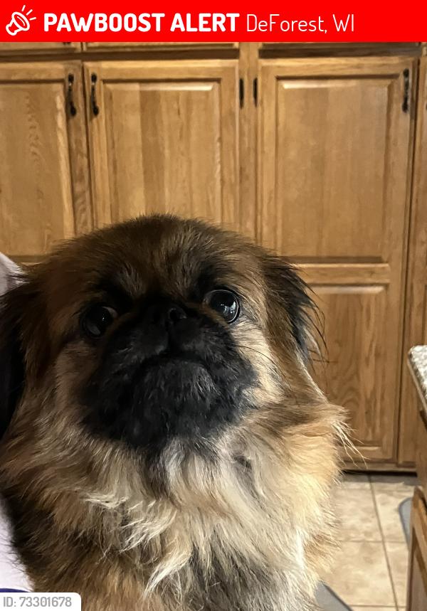 Lost Female Dog last seen Near Apache Ct, DeForest, WI 53532