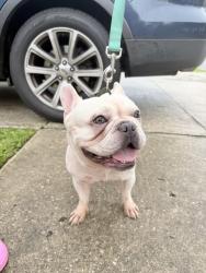 Found/Stray Male Dog last seen Pepperwood Drive, Jacksonville, FL 32244