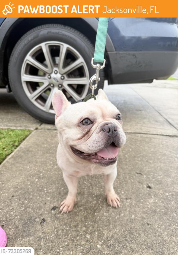 Found/Stray Male Dog last seen Pepperwood Drive, Jacksonville, FL 32244