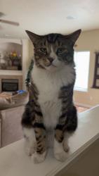 Reunited Male Cat last seen black cat and ustick, Meridian, ID 83713