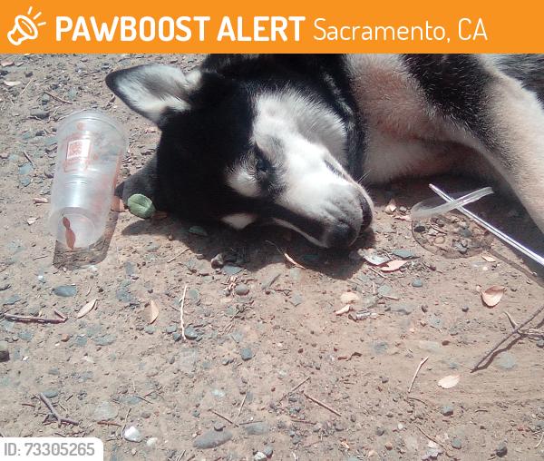 Found/Stray Male Dog last seen 21st avenue, Sacramento, CA 95820