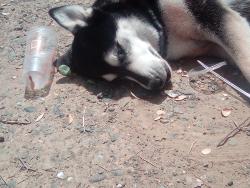 Found/Stray Male Dog last seen 21st avenue, Sacramento, CA 95820