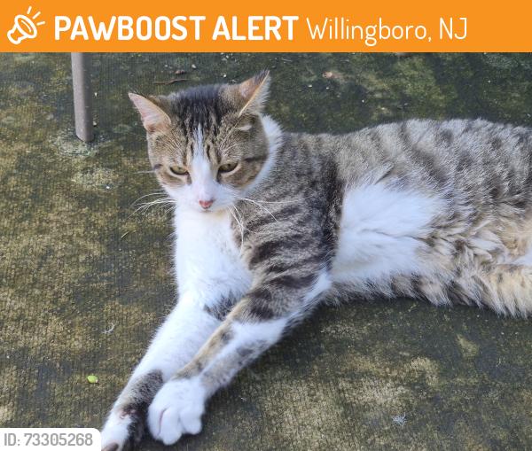 Found/Stray Male Cat last seen Tiffany lane,willingboro nj, Willingboro, NJ 08046