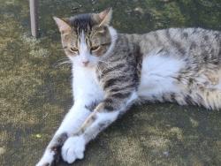 Found/Stray Male Cat last seen Tiffany lane,willingboro nj, Willingboro, NJ 08046