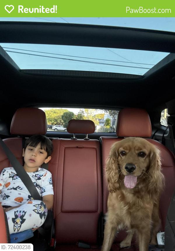 Reunited Male Dog last seen Douglas road and 26th Terrace, Miami, FL 33133