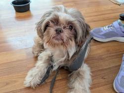 Found/Stray Male Dog last seen Creedmoor NC, Creedmoor, NC 27522