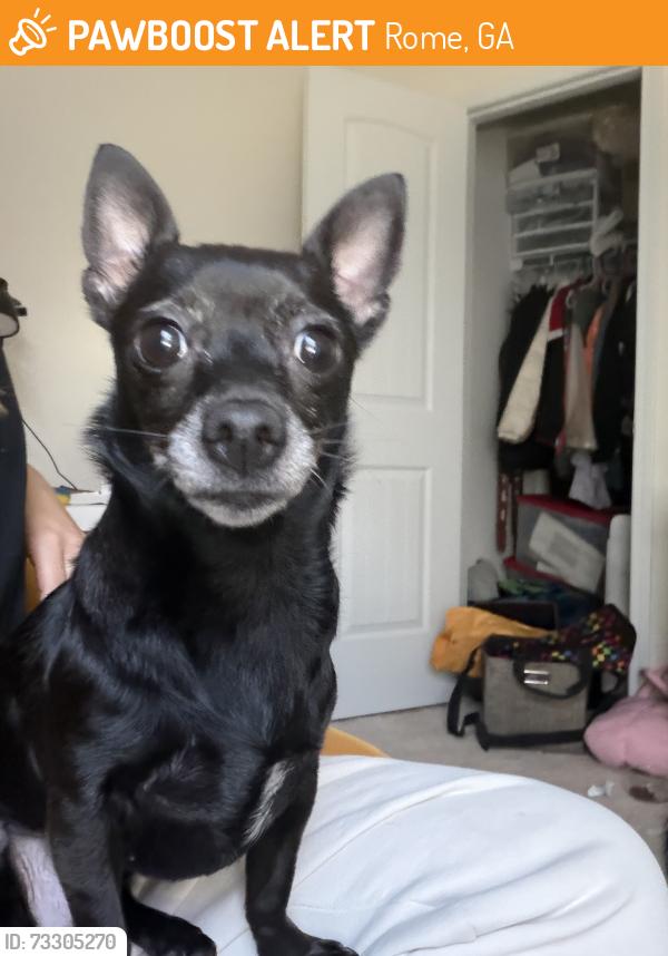 Found/Stray Female Dog last seen Lyons Dr, Rome, GA 30165