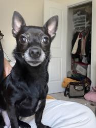 Found/Stray Female Dog last seen Lyons Dr, Rome, GA 30165