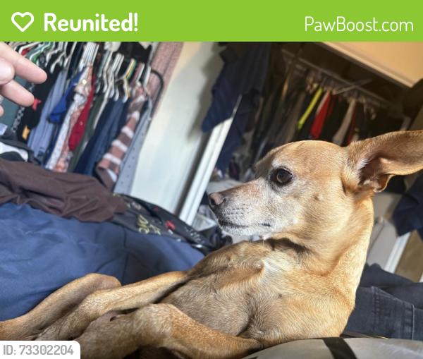 Reunited Male Dog last seen Woodstock way, Sacramento, CA 95825