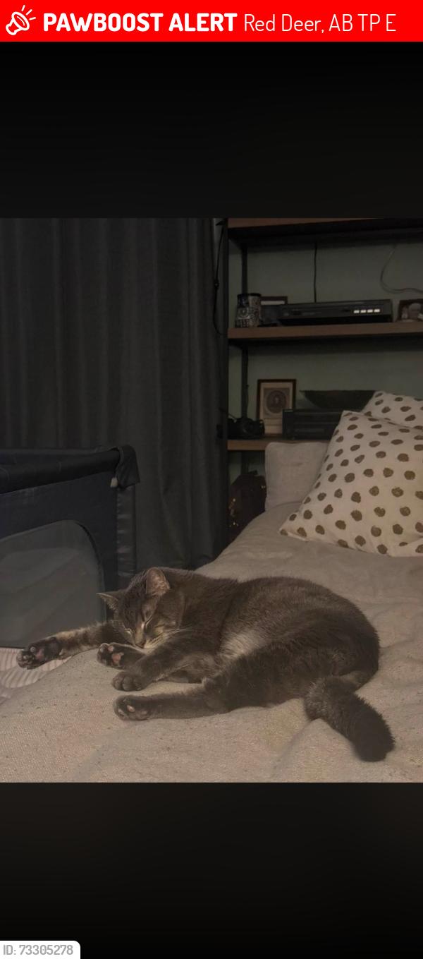 Lost Male Cat last seen Johnstone crossing on Jenner crescent, Red Deer, AB T4P 0E4