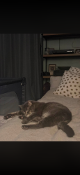 Lost Male Cat last seen Johnstone crossing on Jenner crescent, Red Deer, AB T4P 0E4