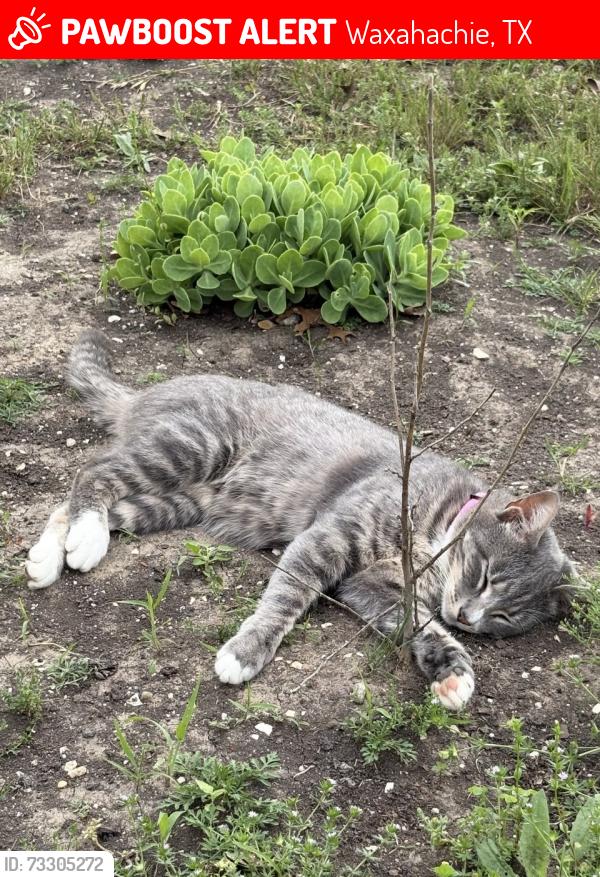 Lost Female Cat last seen Springfield Circle, Waxahachie, TX 75165