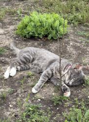 Lost Female Cat last seen Springfield Circle, Waxahachie, TX 75165