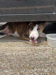 Reunited Female Dog last seen Holly Place apmts, Lafayette, LA 70503