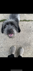 Reunited Unknown Dog last seen 40th st stone park IL, Stone Park, IL 60165