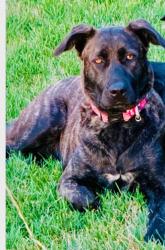 Reunited Female Dog last seen Harmony and Taft Hill Road, Fort Collins, CO 80526