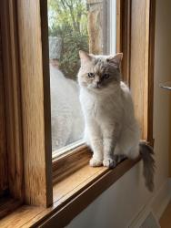 Lost Female Cat last seen Rue Champlain à Québec petit Champlain, Dieppe, NB E1A 1P3
