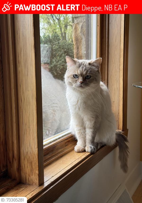 Lost Female Cat last seen Rue Champlain à Québec petit Champlain, Dieppe, NB E1A 1P3