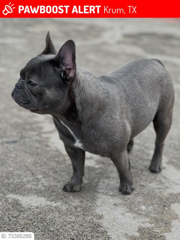 Lost Female Dog last seen Saddlebrook ests, Krum, TX 76249