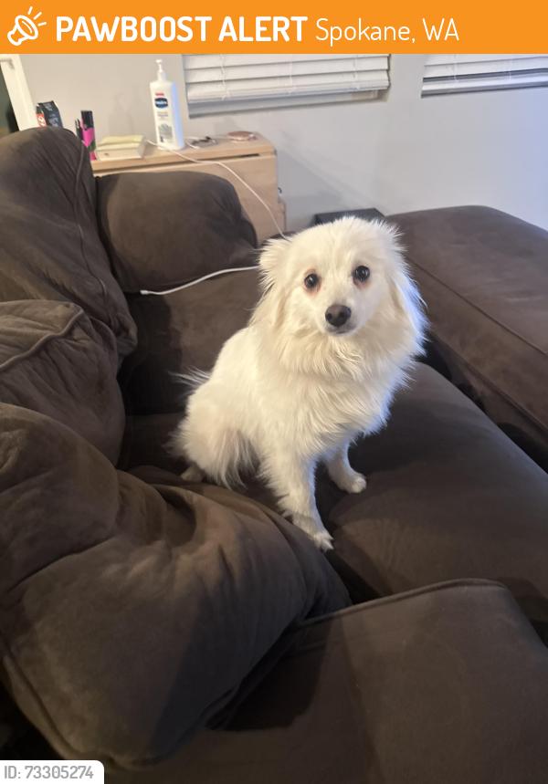 Found/Stray Female Dog last seen Gonzaga Preparatory School, Spokane, WA 99207