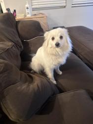 Found/Stray Female Dog last seen Gonzaga Preparatory School, Spokane, WA 99207