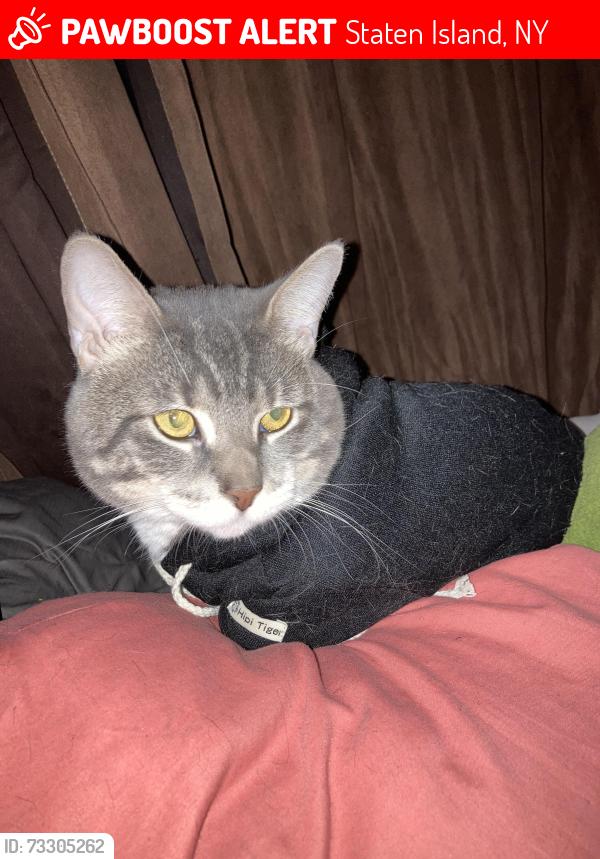 Lost Male Cat last seen Lockman place, Staten Island, NY 10303