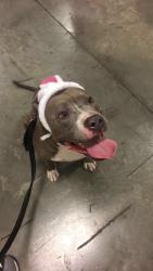 Reunited Male Dog last seen Arville & Sahara, Las Vegas, NV 89102