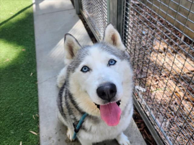 Shelter Stray Female Dog last seen , 957 N Gaffey St, San Pedro, CA 90731, USA
