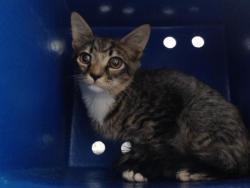 Shelter Stray Female Cat last seen , 2769 Conroy Rd, Orlando, FL 32839, USA