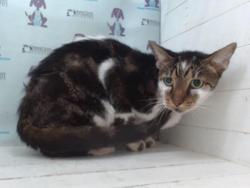 Shelter Stray Male Cat last seen , 2769 Conroy Rd, Orlando, FL 32839, USA