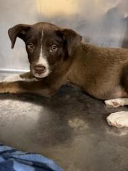Shelter Stray Female Dog last seen Near BLOCK JURUPA AVE, RIVERSIDE CA 92504, 6851 Van Buren Boulevard, Jurupa Valley, CA 92509, USA